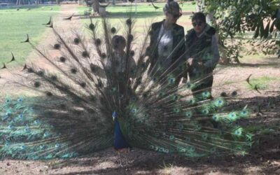 “Mali istraživači Posebnog odjela na putu: Lokrum, Grad i Akvarij”